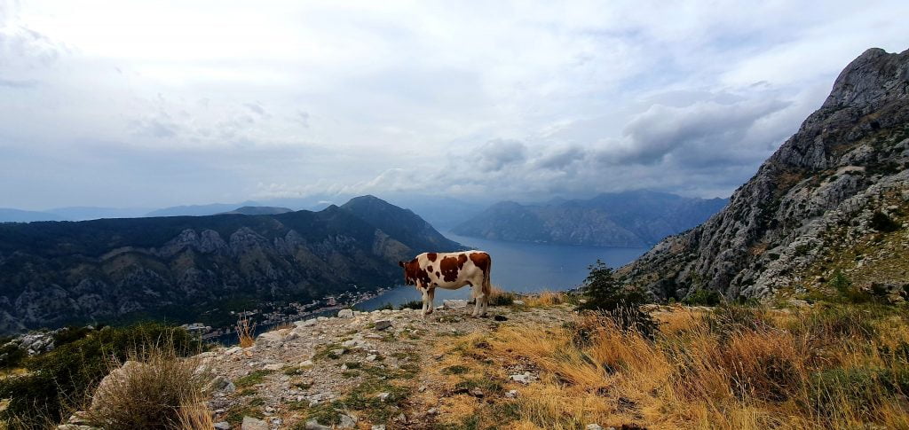 Montenegro Kotor, ladder van Kotor