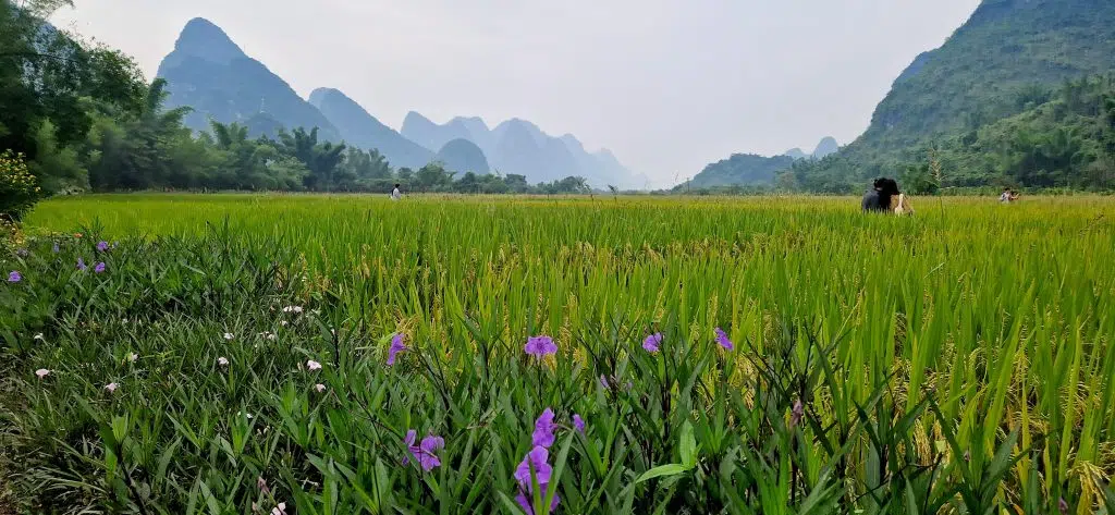 Rijstvelden Yangshuo