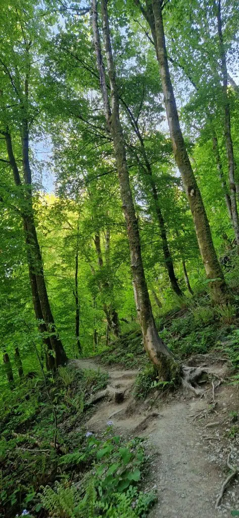 Laddertjeswandeling in de Ardennen
