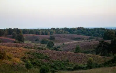 De beste vakantieparken op de Veluwe voor wandelaars